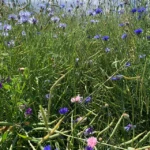 dreifarbig blühende Kornblumen